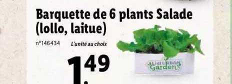 barquette de 6 plants salade (lollo, laitue)