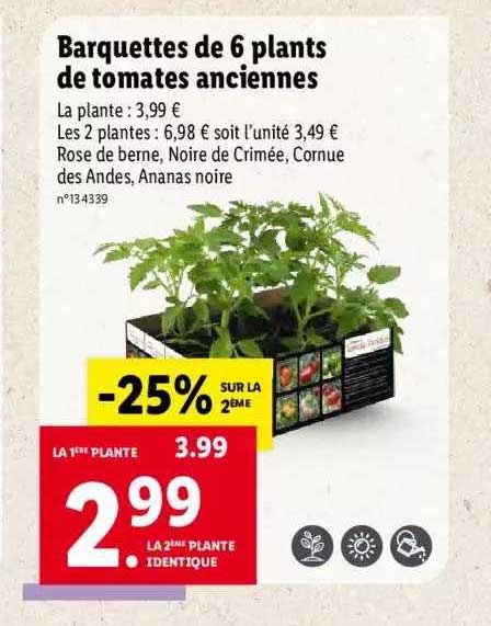 barquettes de 6 plants de tomates anciennes