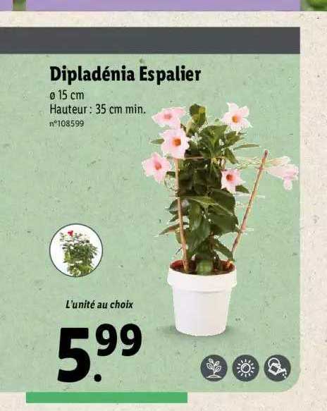 dipladénia espalier