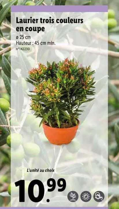 laurier trois couleurs en coupe
