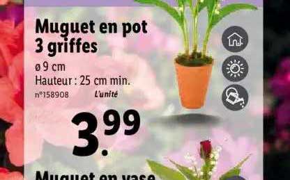 muguet en pot 3 griffes