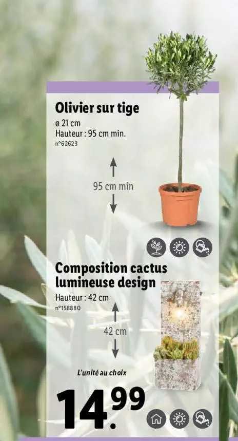 olivier sur tige, composition cactus lumineuse design