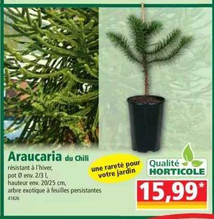 Araucaria Du Chili