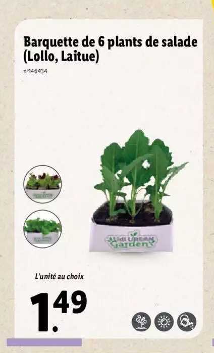 barquette de 6 plants de salade (lollo, laitue)