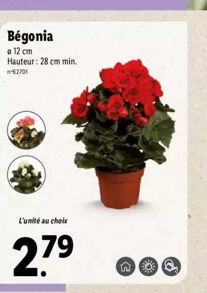 Bégonia
