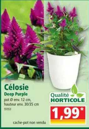 célosie de purple