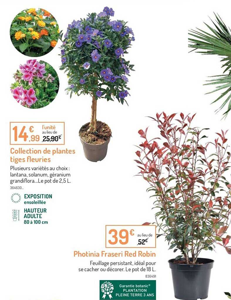 collection de plantes tiges fleuries, photinia fraserie red robin