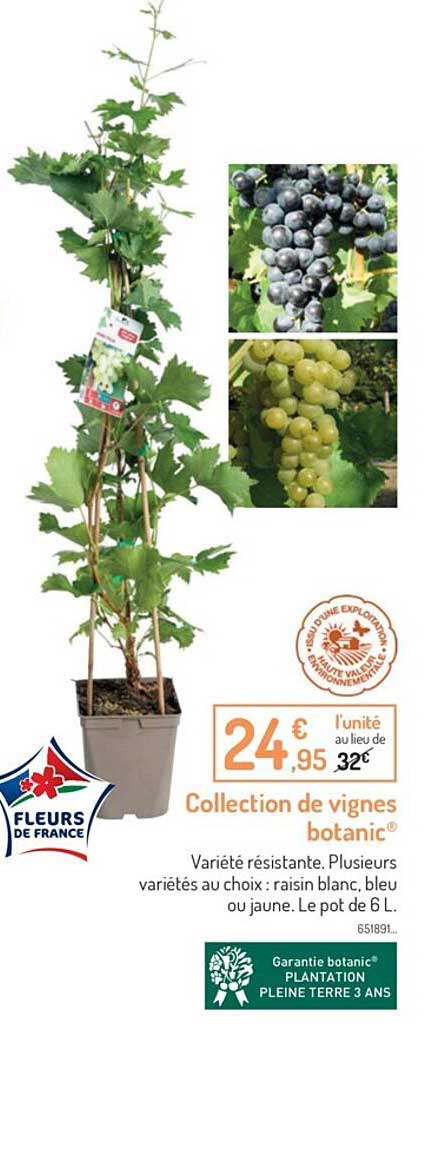 collection de vignes botanic