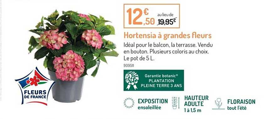 hortensia à grandes fleurs