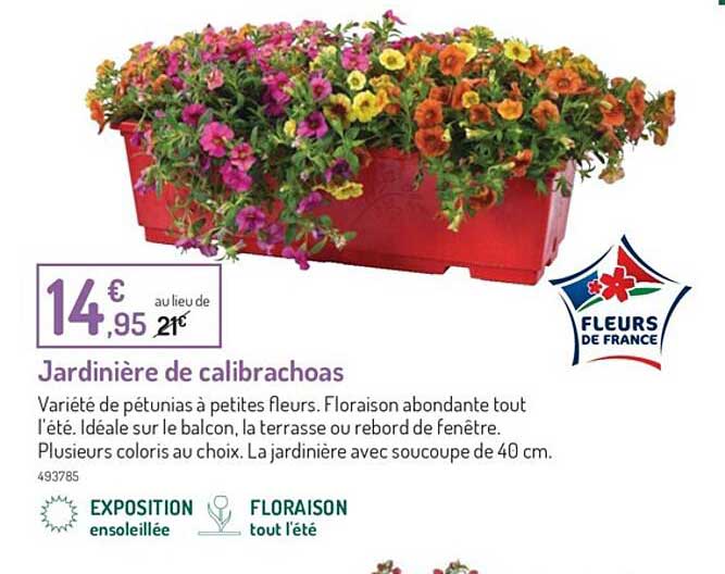 jardinière de calibrachoas