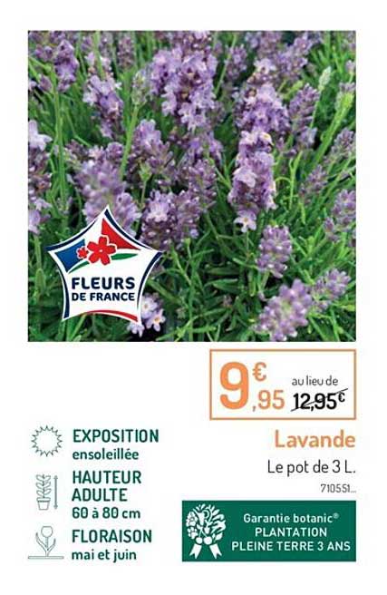 Lavande