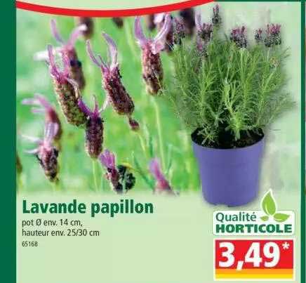 Lavande Papillon