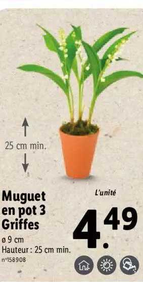muguet en pot 3 griffes