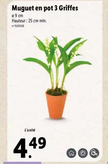 muguet en pot 3 griffes