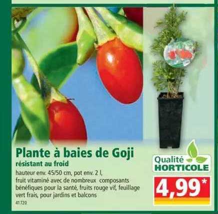 plante à baies de goji résistant au froid
