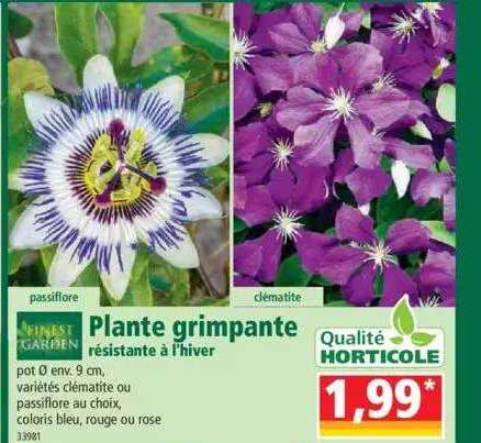 plante grimpante résistante à l'hiver finest garden