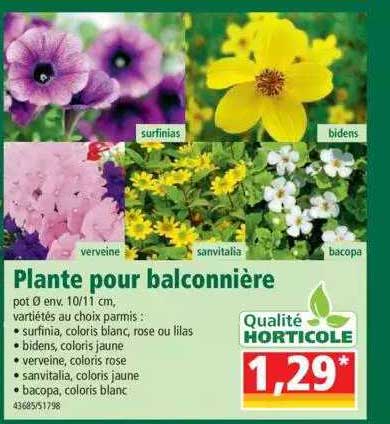Plante Pour Balconnière