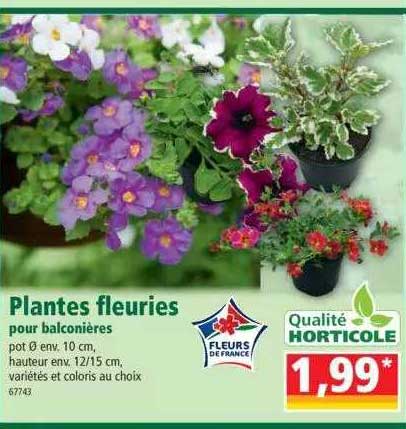 plantes fleuries pour balconières