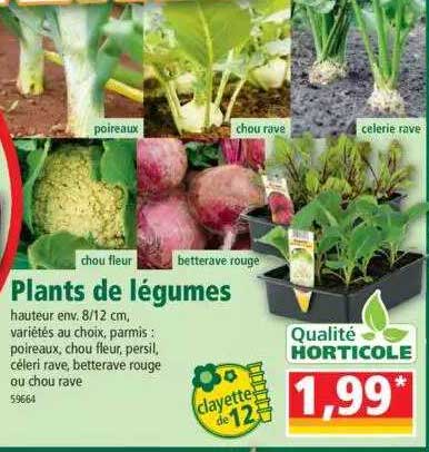 plants de légumes