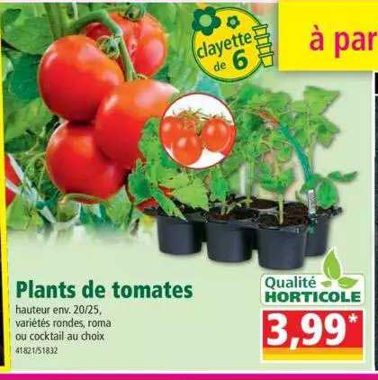 Plants De Tomates