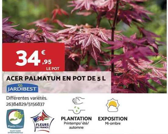acer palmatum en pot de 5 l jardibest
