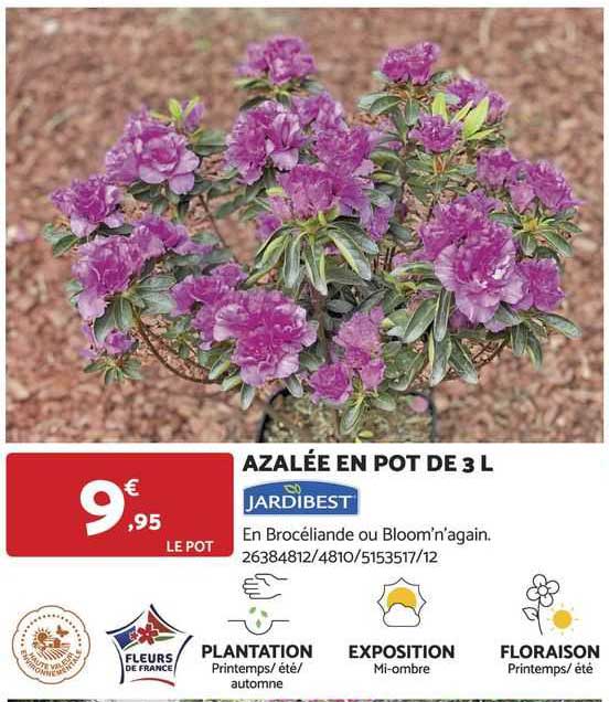 azalée en pot de 3 l jardibest