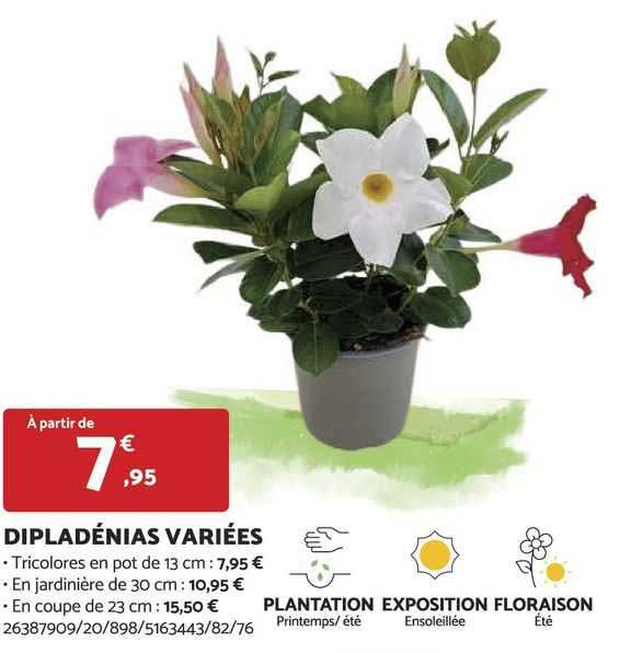 dipladénias variées