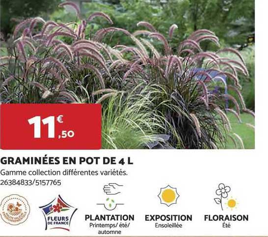 graminées en pot de 4 l