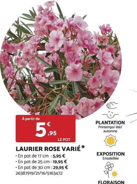 laurier rose varié