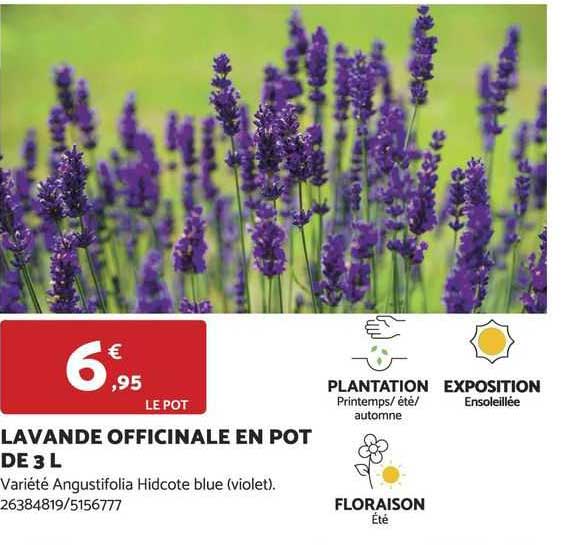 lavande officinale en pot de 3l