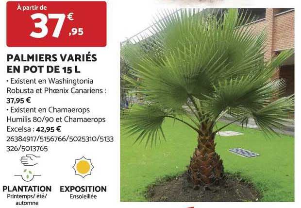 palmiers variés en pot de 15 l