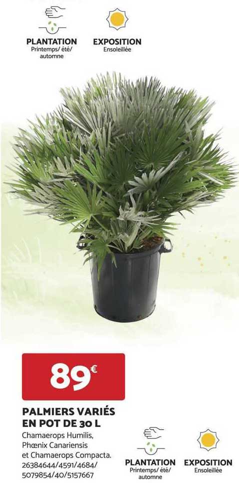 palmiers variés en pot de 30 l