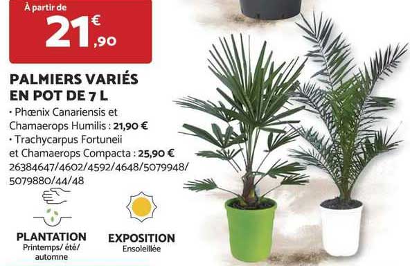 palmiers variés en pot de 7 l