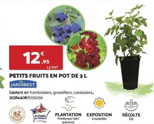 petits fruits en pot de 3 l jardibest
