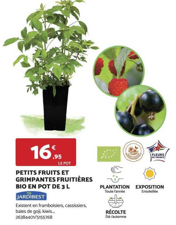 petits fruits et grimpantes fruitières bio en pot de 3 l jardibest