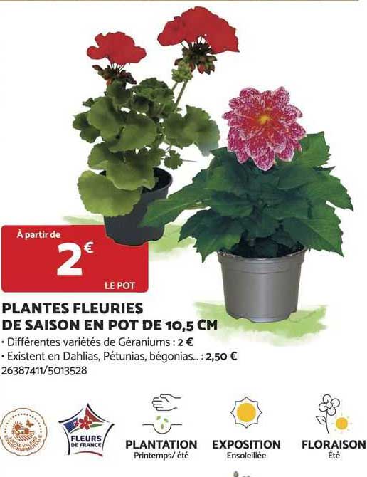 plantes fleuries de saison en pot de 10.5 cm