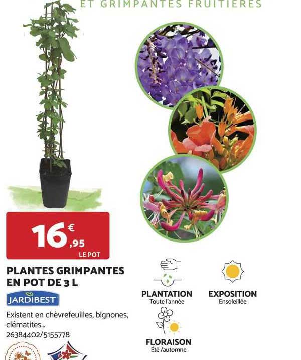 plantes grimpantes en pot de 3 l jardibest