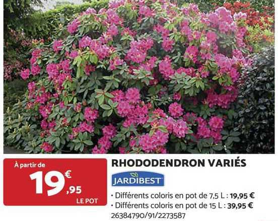 rhododendron variés jardibest