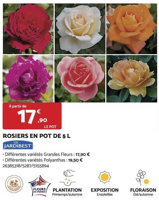 rosiers en pot de 5 l jardibest