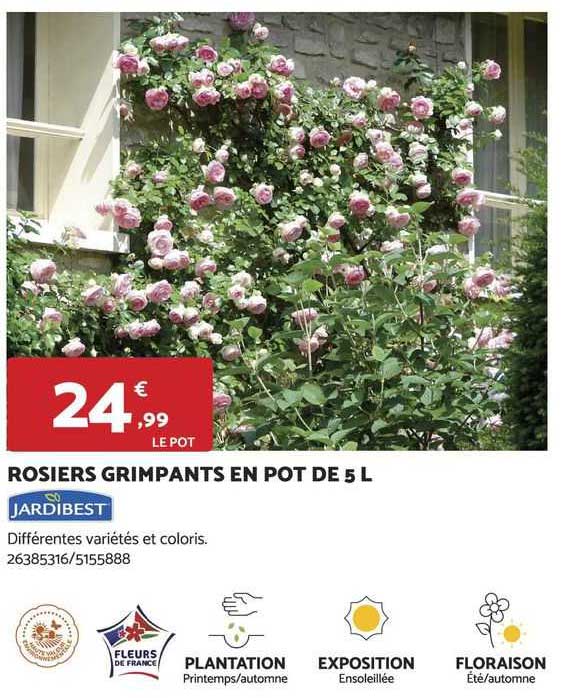 rosiers grimpants en pot de 5 l jardibest
