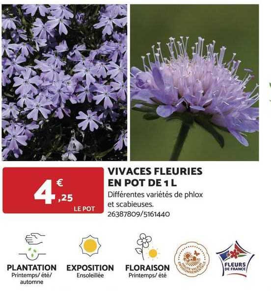 Vivaces Fleuries En Pot De 1l