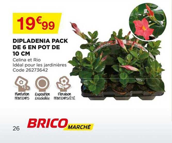 Dipladenia Pack De 6 En Pot De 10 Cm