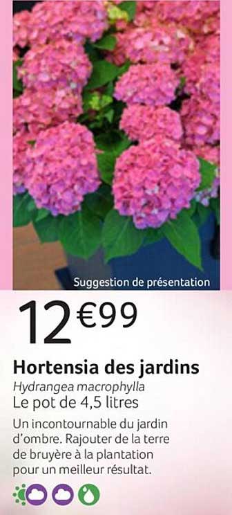Hortensia Des Jardins