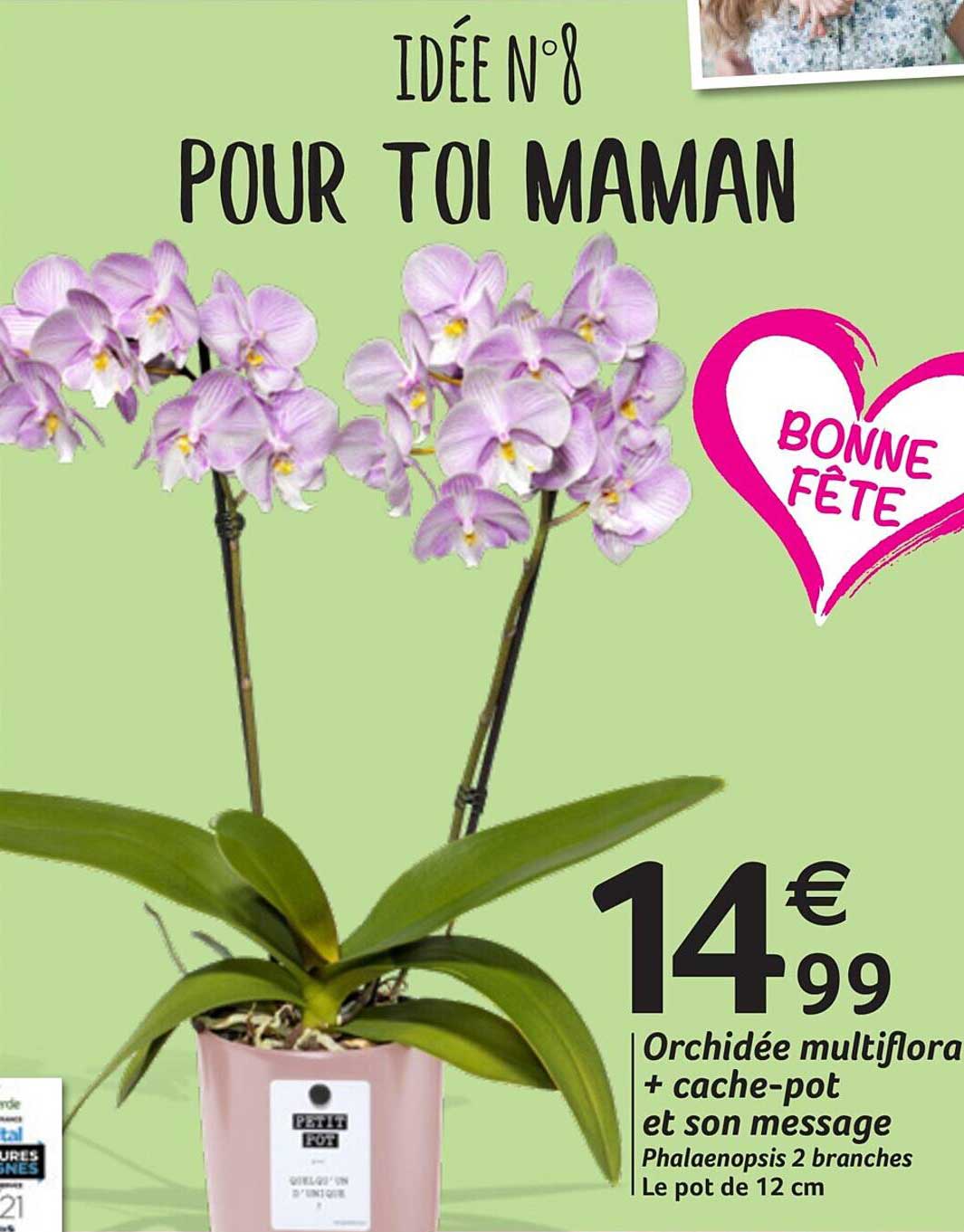 orchidée multiflora + cache-pot et son message
