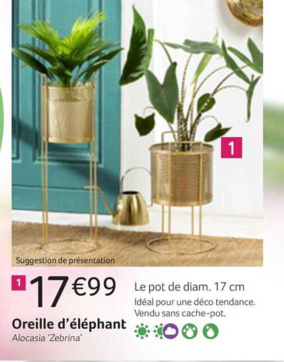 Oreille D'éléphant