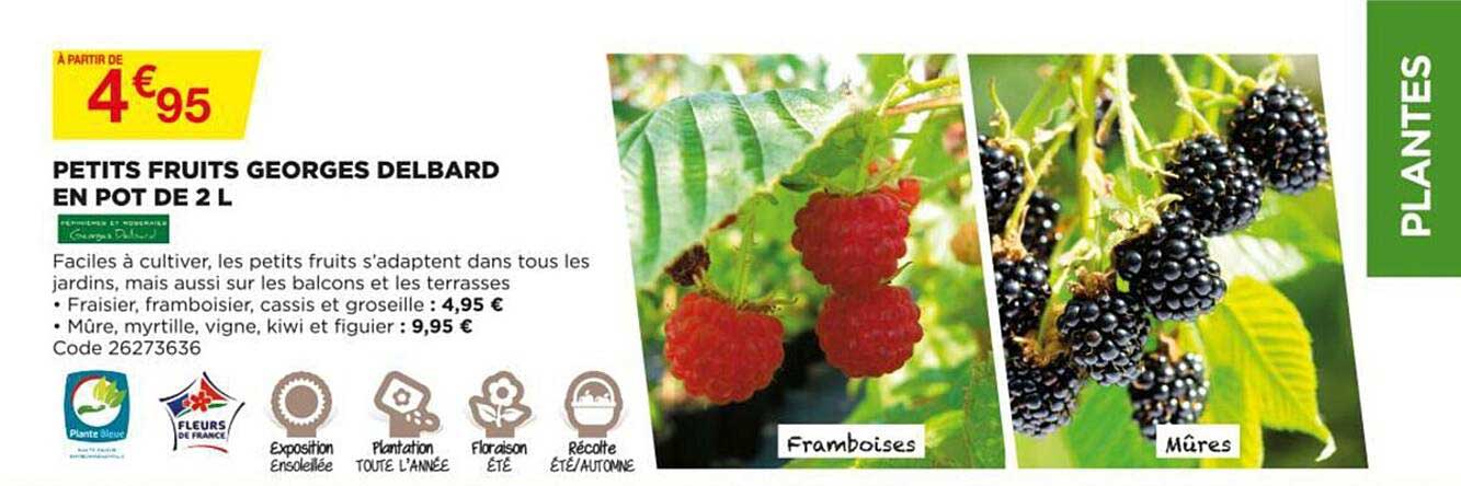 petits fruits georges delbard en pot de 2l