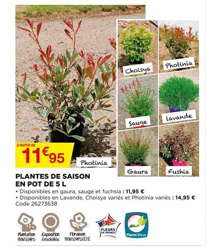 Plantes De Saison En Pot De 5 L