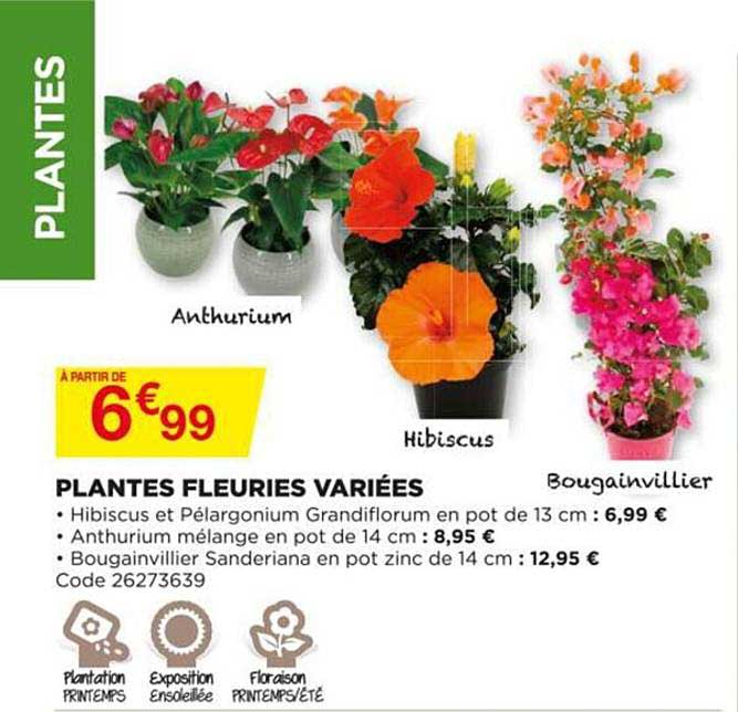 plantes fleuries variées