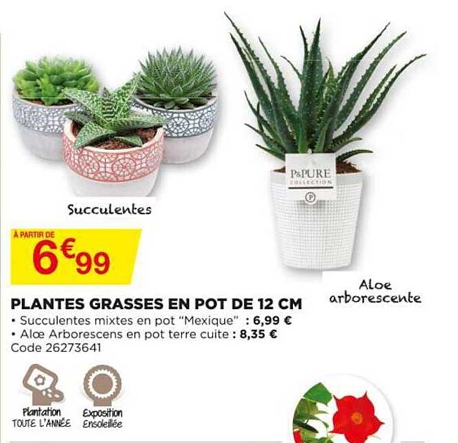 plantes grasses en pot de 12 cm