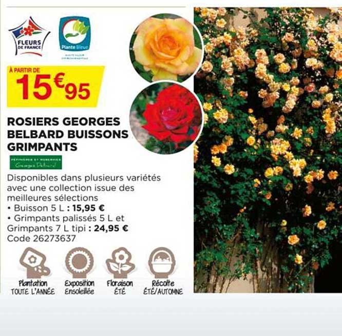 rosiers georges belbard buissons grimpants